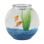 image rever d'acquario